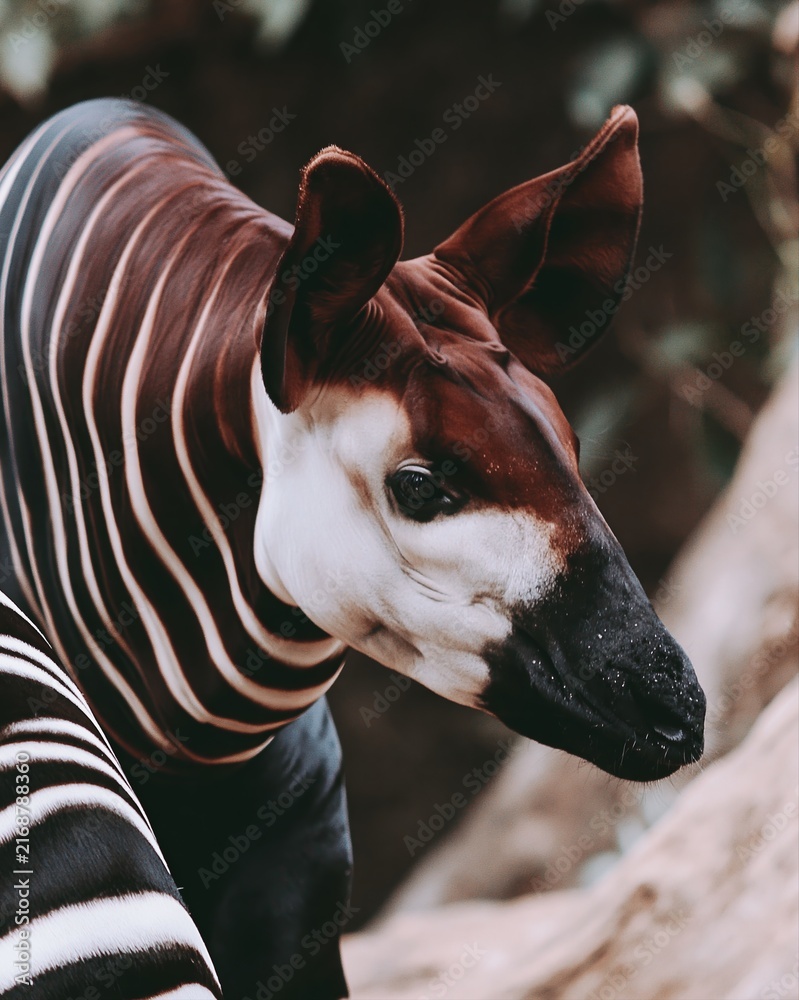 Naklejka premium Okapi animal portrait with stripes and big ears