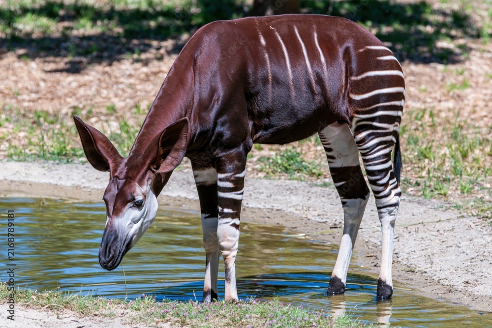 Naklejka premium Okapi drinking water in natural environment with stripes and white fur on legs standing by water