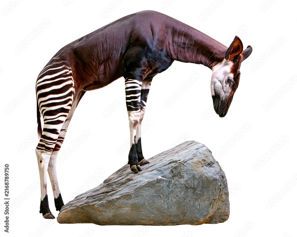 Naklejka premium Okapi bending down to touch rock surface