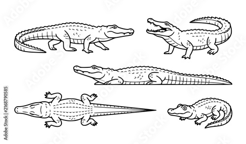 Bild auf Leinwand Crocodile Vector Collection Different Poses and Views Isolated on White