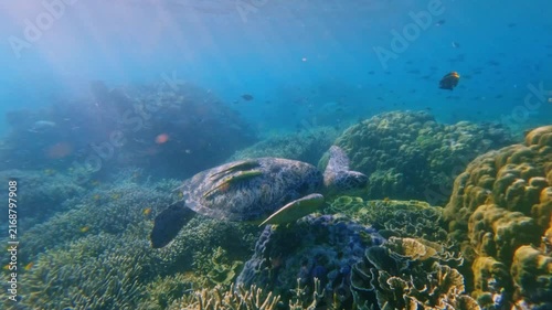 Whimsical underwater scene of a green sea turtle (chelonia mydas) with two live sharksucker (Echeneis naucrates) on its back cruising in the rich bustling coral reef bathe in filtered sunlight 