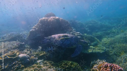 A green sea turtle (Chelonia mydas) with two live sharksucker (Echeneis naucrates) on its back cruising along rich coral reef bathe in filtered sunlight while schools of fish swims overhead 