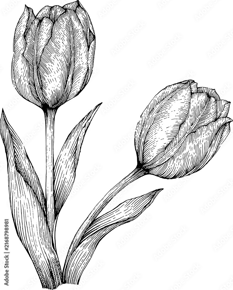 Fototapeta premium Hand drawn tulip flowers with leaves vintage botanical line art illustration