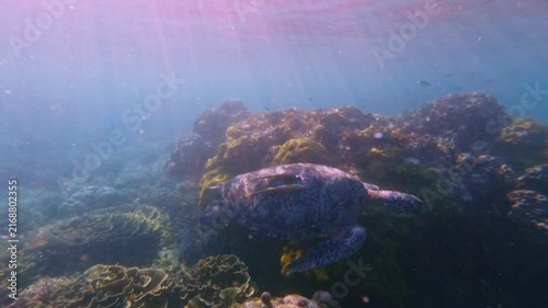 Tracking shot of a green sea turtle (Chelonia mydas) with two live sharksucker (Echeneis naucrates) on its back swims along the bustling coral reef backlit by filtered sunlight, whimsical scene