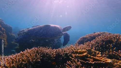 Low angle tracking shot of a green sea turtle (Chelonia mydas) with two live sharksucker (Echeneis naucrates) on its swimming among dense staghorn coral backlit by sunlight shimmering through
