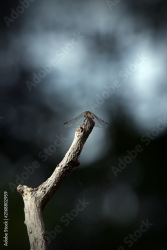 dragonfly on a branch