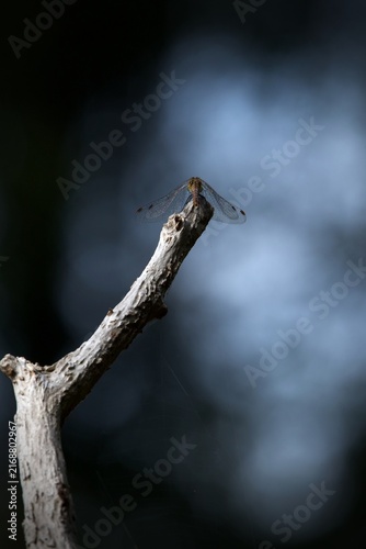 dragonfly on a branch