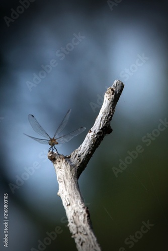 dragonfly on a branch