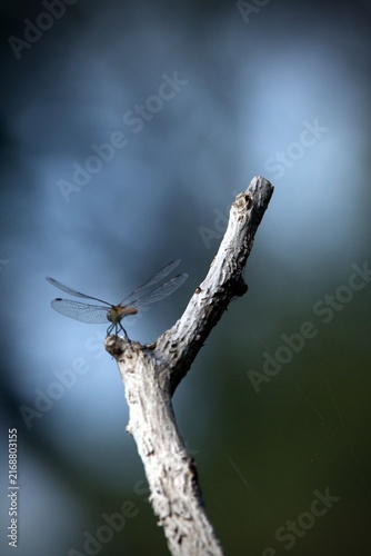 dragonfly on a branch