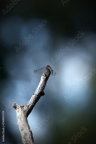 dragonfly on a branch