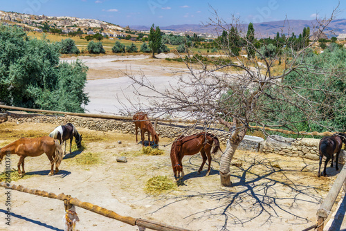 Horse eating hay in cappadocia ranch. Concept of animal welfare, rural lifestyle and sustainable tourism. High quality photo