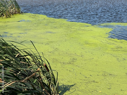 Natural Algae Growing Across a Calm Pond With Green Water Vegetation, Reflective Surface and Peaceful Outdoor Wetland Environment