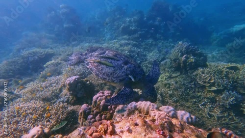 Close-up tracking shot of a green sea turtle (chelonia mydas) eating algae in the bustling coral reef while two live sharksucker (echeneis naucrates) hitchhikes on it, symbiosis and biodiversity