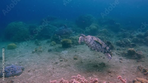 Dolly forward tracking a green sea turtle (Chelonia mydas) with two remora on its back as it leisurely swim towards another green sea turtle in deep blue waters in a candid interaction
