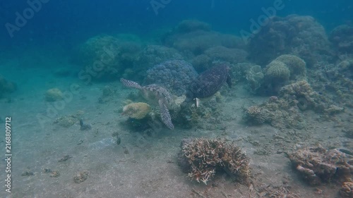 Cute interaction of two green sea turtle (Chelonia mydas) swimming around each other before pecking each other as if kissing in blue plankton rich hazy water. Dauin, Philippines