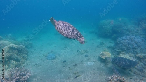 Orbit shot to light colored green sea turtle (Chelonia mydas) leisurely swimming away from a darker colored green sea turtle in an elegant interaction. Dauin, Philippines