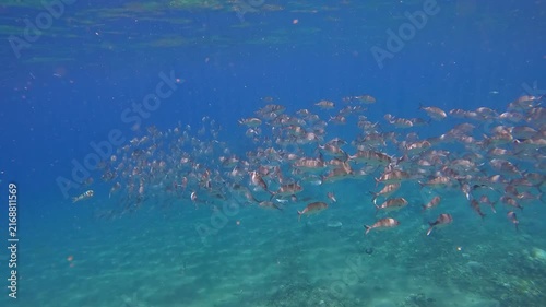 Diving pov swimming forward towards schooling bigeye trevally (Caranx sexfasciatus) in the glittering clear water during a fish run creating a magical experience. Dauin, Philippines