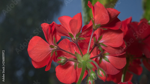 Cuadro en lienzo Close-up of a red pelargonium flower cluster viewed from behind, showing green sepals, flower stems and developing buds