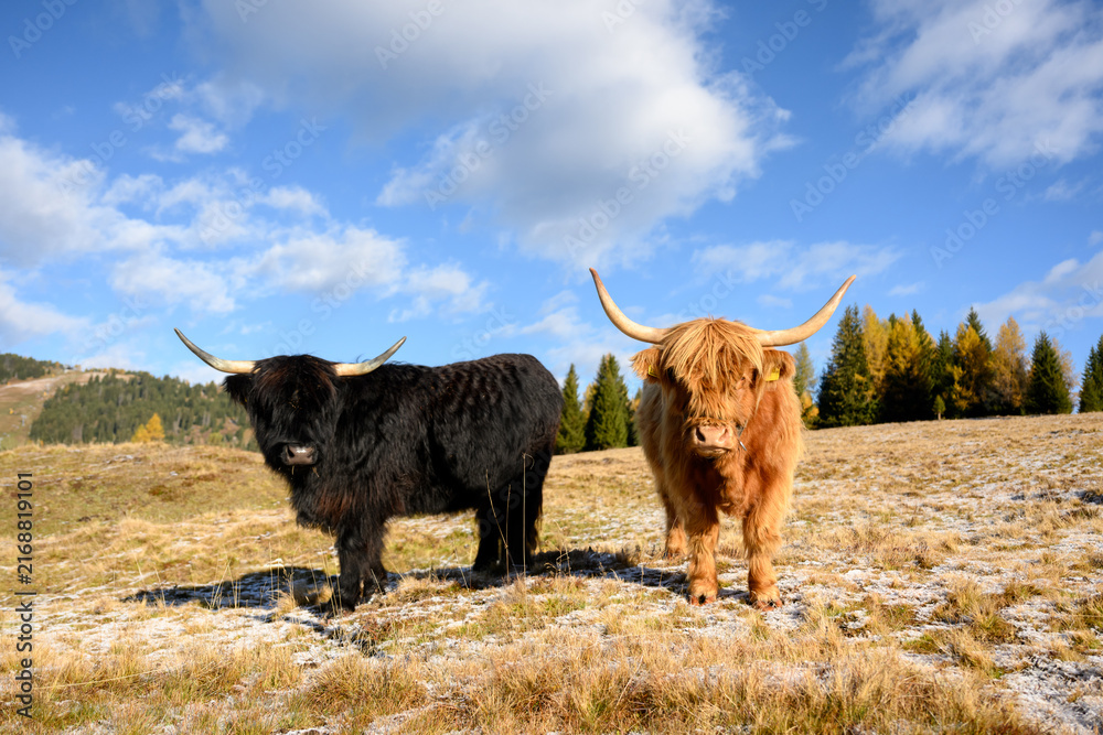 Naklejka premium Two Highland cattle standing on a frosty alpine pasture in the Dolomites. Rural autumn landscape with mountain meadows and golden larch trees