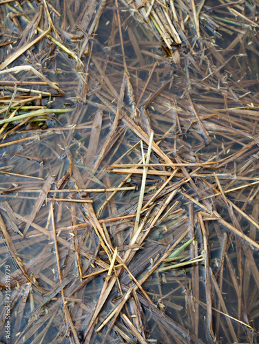 Obraz na płótnie Rice straw is a waste product from rice plants that is often considered useless, even though it has many great benefits for agriculture, animal husbandry, and energy