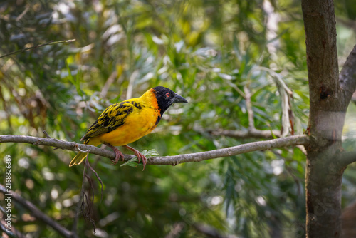 Fotografie A Black-headed Weaver (Ploceus melanocephalus) perched on a tree branch in its natural African habitat