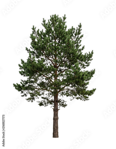 Obraz na płótnie A tall evergreen pine tree with lush green needles isolated on a white backgroun