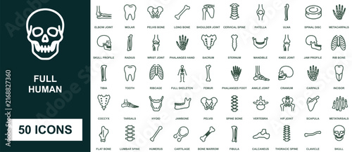 Human skeletal system anatomy icon set with bones and joints collection