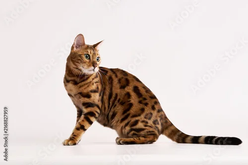 Fototapeta na wymiar A Bengal cat sits on a white background looking to the left. Its body is in full profile showing distinctive rosettes.