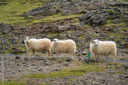 Konstfotografi Icelandic sheep graze freely during the summer.