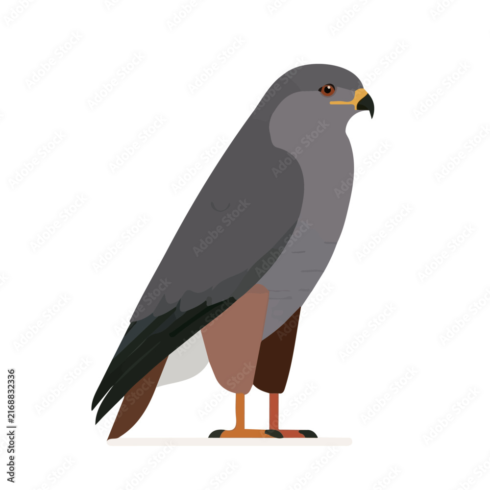 Fototapeta premium Buzzard, simple flat 2D artwork with minimal details, isolated on a white background.