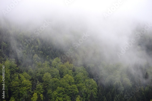 morning fog on the hills