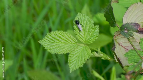 St. Mark's fly (Bibio marci) on a Bramble Leaf