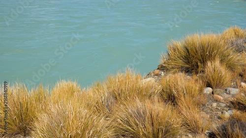 Vibrant contrast of golden tussock grass on a rugged riverbank against the milky turquoise water of a glacial river in New Zealand's South Island