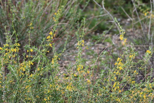 Longkeel Deerplant, Acmispon Glaber Variety Brevialatus, a magnetic native synoecious subshrub displaying axillary racemose umbel inflorescences during early Winter in the Coachella Valley Desert.