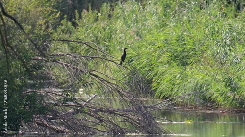 Great cormorant perched on a branch above a reed-lined freshwater channel in a wetland habitat