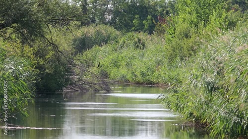 Great cormorant perched on a branch above a reed-lined freshwater channel in a wetland habitat