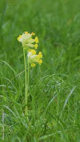 A Cowslip Flower in a Meadow