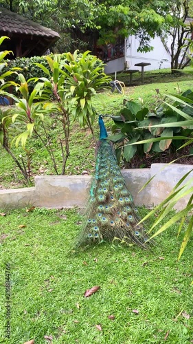 back portrait of blue peacock in the park, peacock jumping and standing gracefully with long tail feathers down