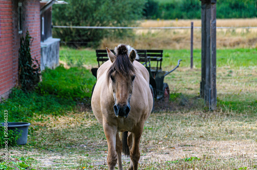 Fotografie Dun horse standing near old wooden carriage on farm courtyard