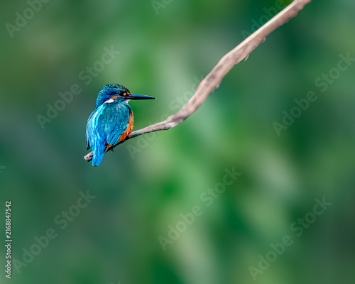 Obraz na płótnie A Common Kingfisher