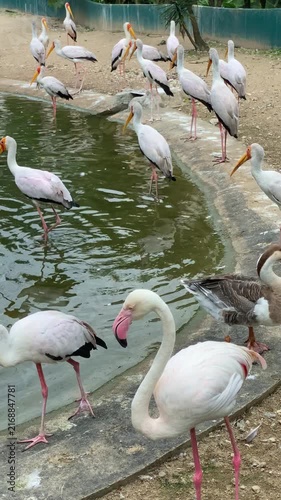 group of yellow billed storks spending time together by the pond in the park, bird park full of birds in the afternoon