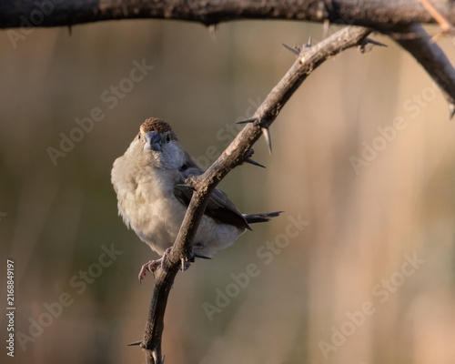 Canvas Print A Silver Bill