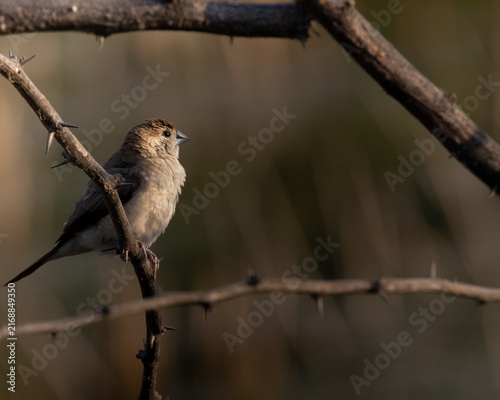 Fotografie A Silver Bill