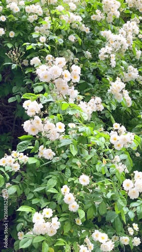 Flowers bloom in a garden with green leaves in a sunny area during springtime