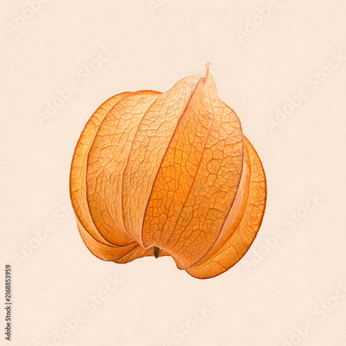 Realistic appetizing fruit photographed on a pastel colored background, isolated fresh food image with clean styling, soft light, and juicy natural texture