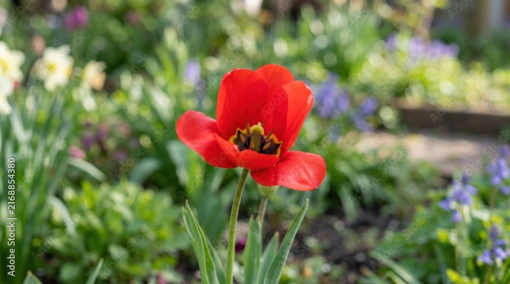 Obraz premium Close up of a vibrant red tulip in full bloom surrounded by a lush garden bed with soft bokeh background