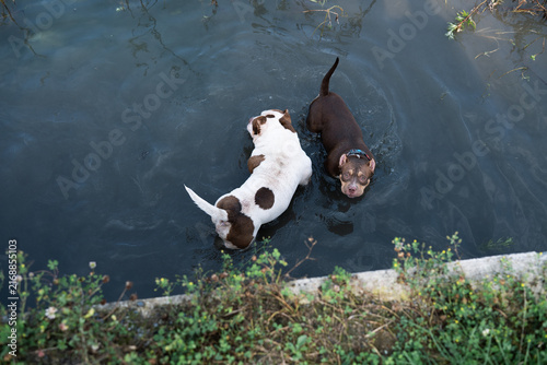 Foto Beautiful professional stock photography of domestic purebred pets swimming together