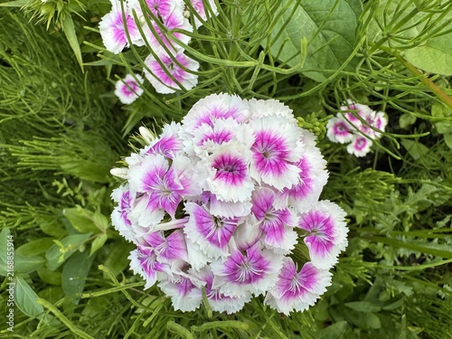 The sweet William (Dianthus barbatus), Bartnelke oder Bart-Nelke, L'œillet de poète ou œillet barbu, Clavel del poeta or Garofano dei poeti - The Botanical Garden St. Gallen, Switzerland