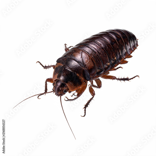 Realistic insect photographed isolated on a white background, detailed nature image with clean studio lighting for wildlife, biology, and educational themes
