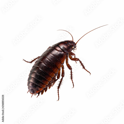 Realistic insect photographed isolated on a white background, detailed nature image with clean studio lighting for wildlife, biology, and educational themes